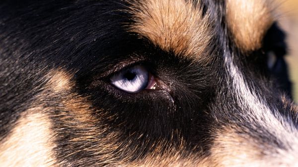hund,pels,næse,whiskers,øje,hundehvalp