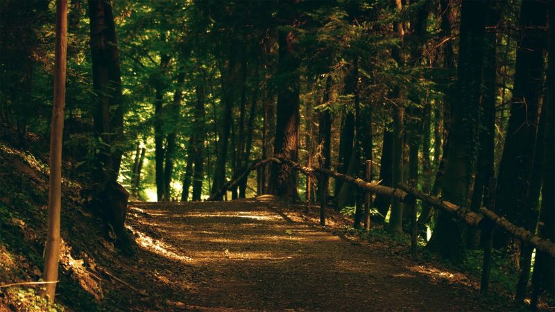 2560x1440 px, forest, landscape, road, trees 2560x1440 px, forest, landscape, road, trees