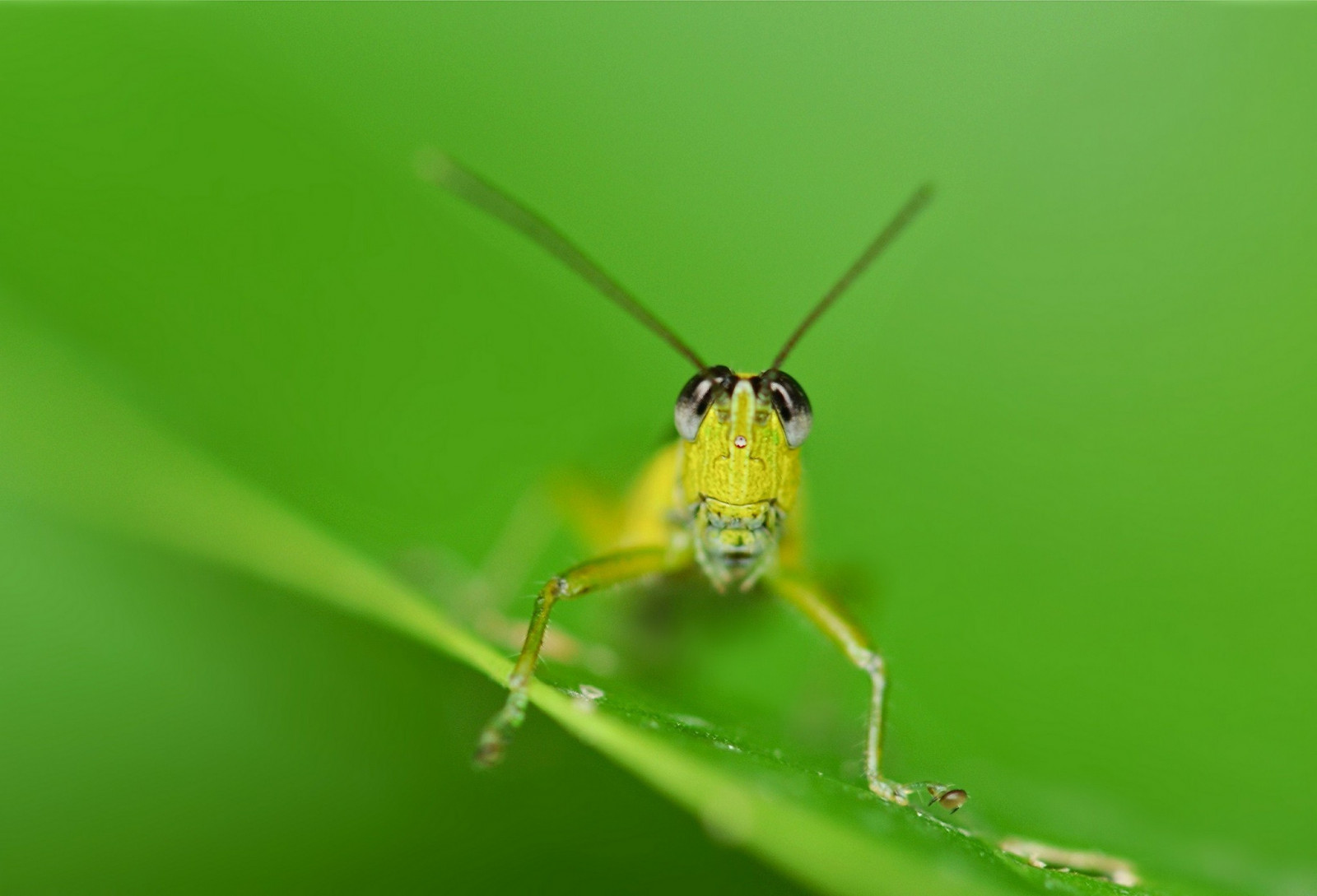 dyr, planter, fotografering, makro, insekt, grønn, gresshoppe, fauna, nærbilde, makrofotografering, virvelløse, leddyr, bladbiller, 2048x1394 px