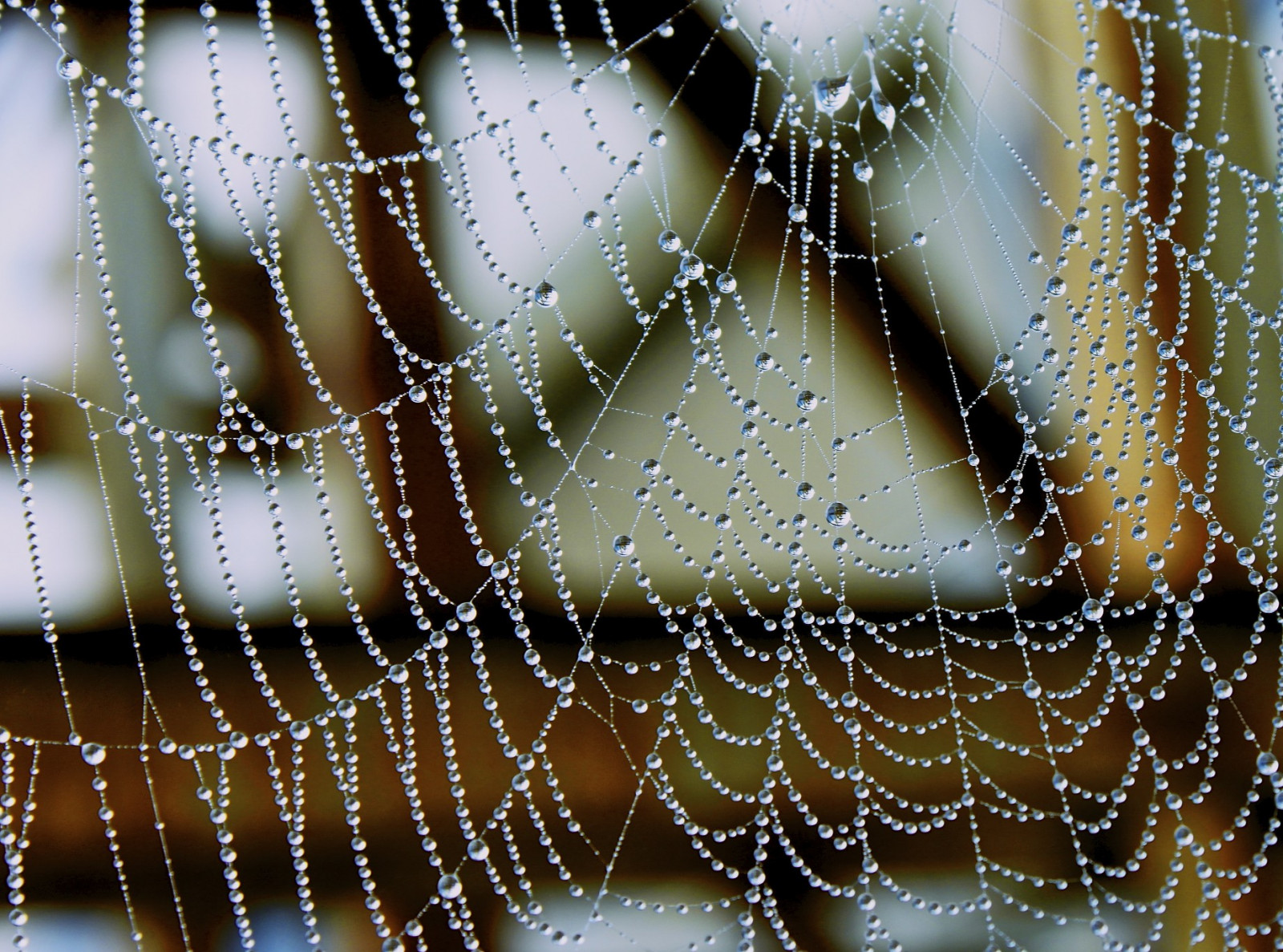 voda, Příroda, odraz, předvečer Všech svatých, umělecká díla, makro, Norsko, slunce, Kánon, letní, mokrý, bokeh, pavouk, rosa, Perly, slunce, pavoukovec, Perla, Trondheim, oblíbený, UMĚNÍ, světlo, Krásná, podzim, mlha, list, venkovní, blinkagain, web, pavoučí síť, dof, natur, materiál, pavučina, spořič obrazovky, eos, rememberthatmoment, norge, ilobsterit, povahy, 500D, zblízka, makro fotografie, bezobratlý, vlhkost, edderkopp, edderkoppnett, Kjetil, spindelvev, vzít, kunstverk, httpswwwflickrcomphotoskjetilsphotos, naturlig, waterdops, p rler, pavoučí síť