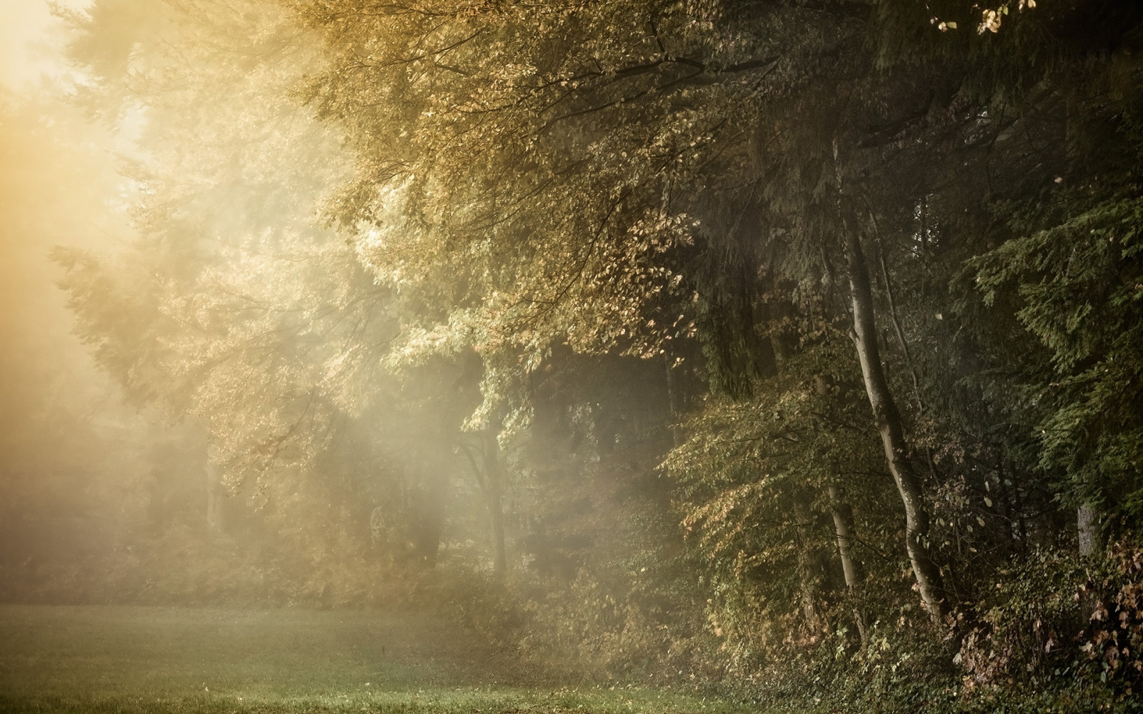 Wallpaper trees, light, wood, suburb, beams, glade, young growth