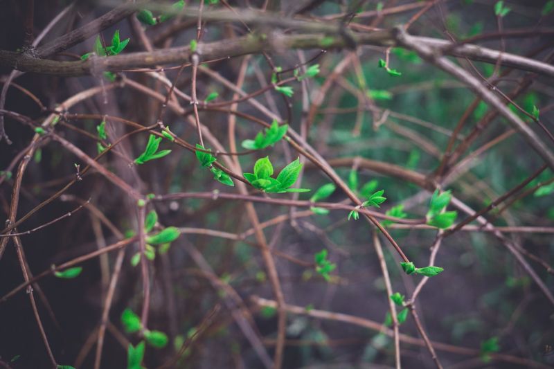 lumière du soleil, forêt, la nature, herbe, les plantes, branche lumière du soleil, forêt, la nature, herbe, les plantes, branche