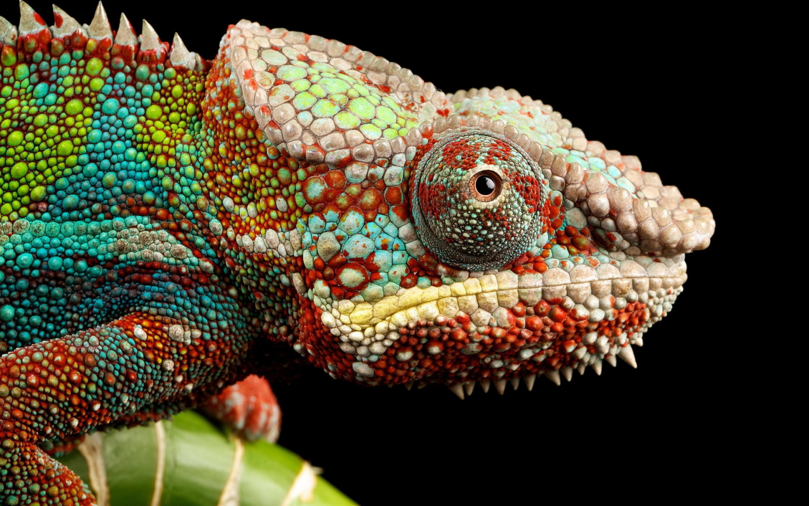 barvitý, zvěř, Iguana, chameleoni, ještěrka, VelociRaptor, plaz, fauna, zmenšen plazů, Agamidae, chameleón, africký chameleon, Igvaja