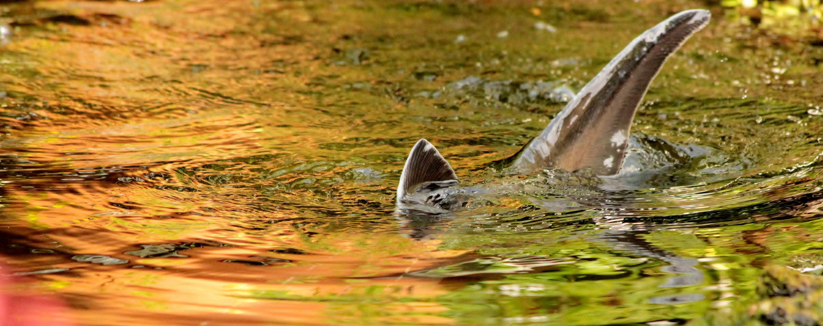 Ryba, odraz, Příroda, zahrada, rybník, prozkoumat, vis, Vijver, reflecties, russiansturgeon, acipensergueldenstaedtii, diamondsturgeon, diamantsteur