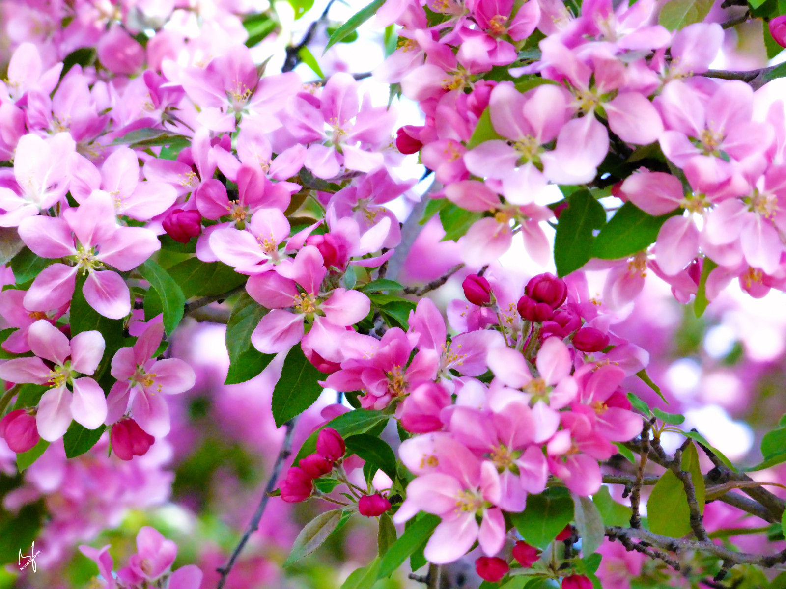 město, stromy, květ, Photoshop, květ, Montreal, Slunný, Fujifilm, HDR, jaro, hypotetický, 2014, artdigital, netartll, kreativepeople, brunolalibert