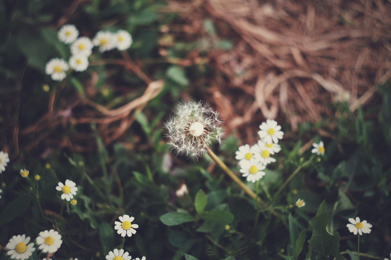 Hintergrundbilder : Löwenzahn, Gänseblümchen, Gras 4896x3264 ...