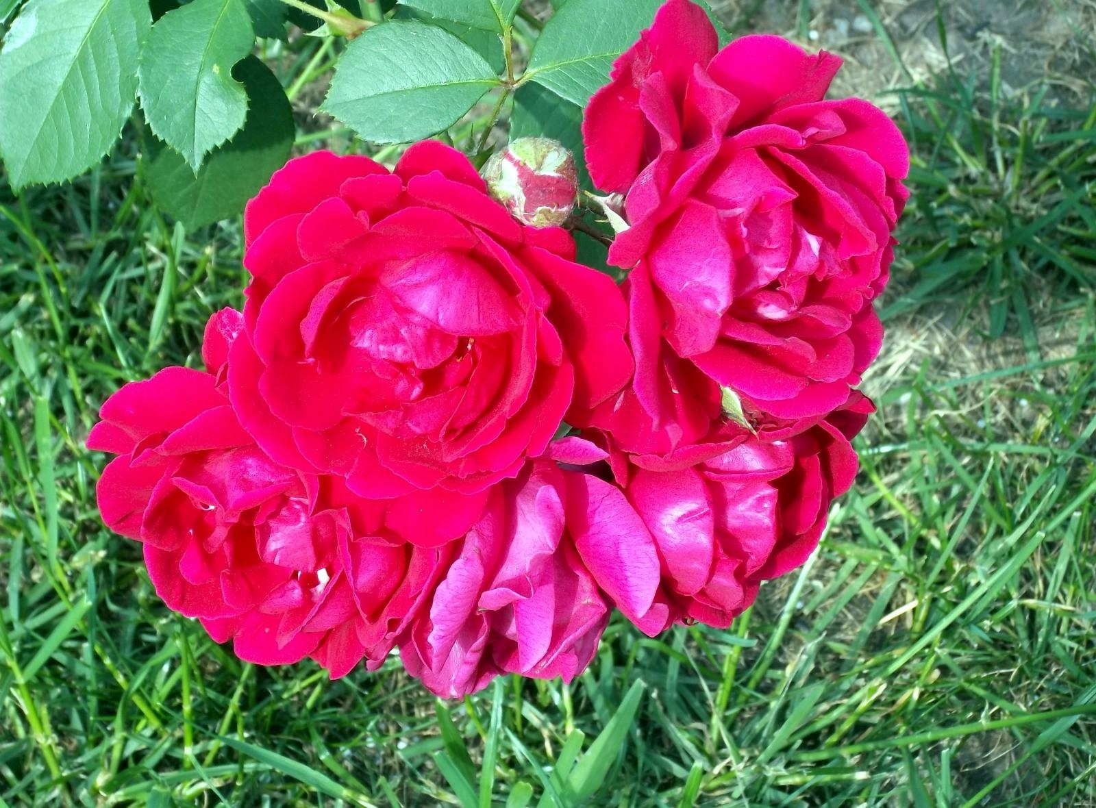 Wallpaper rose, flower, garden, grass, herbs, buds 1600x1180