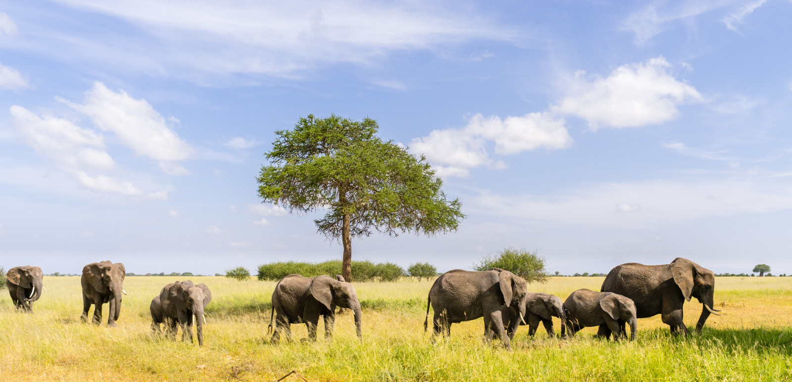 Afrika, slon, Tanzanie, Minolta, 28mm, sloni, Tarangire, Minolta28mm, sonya7