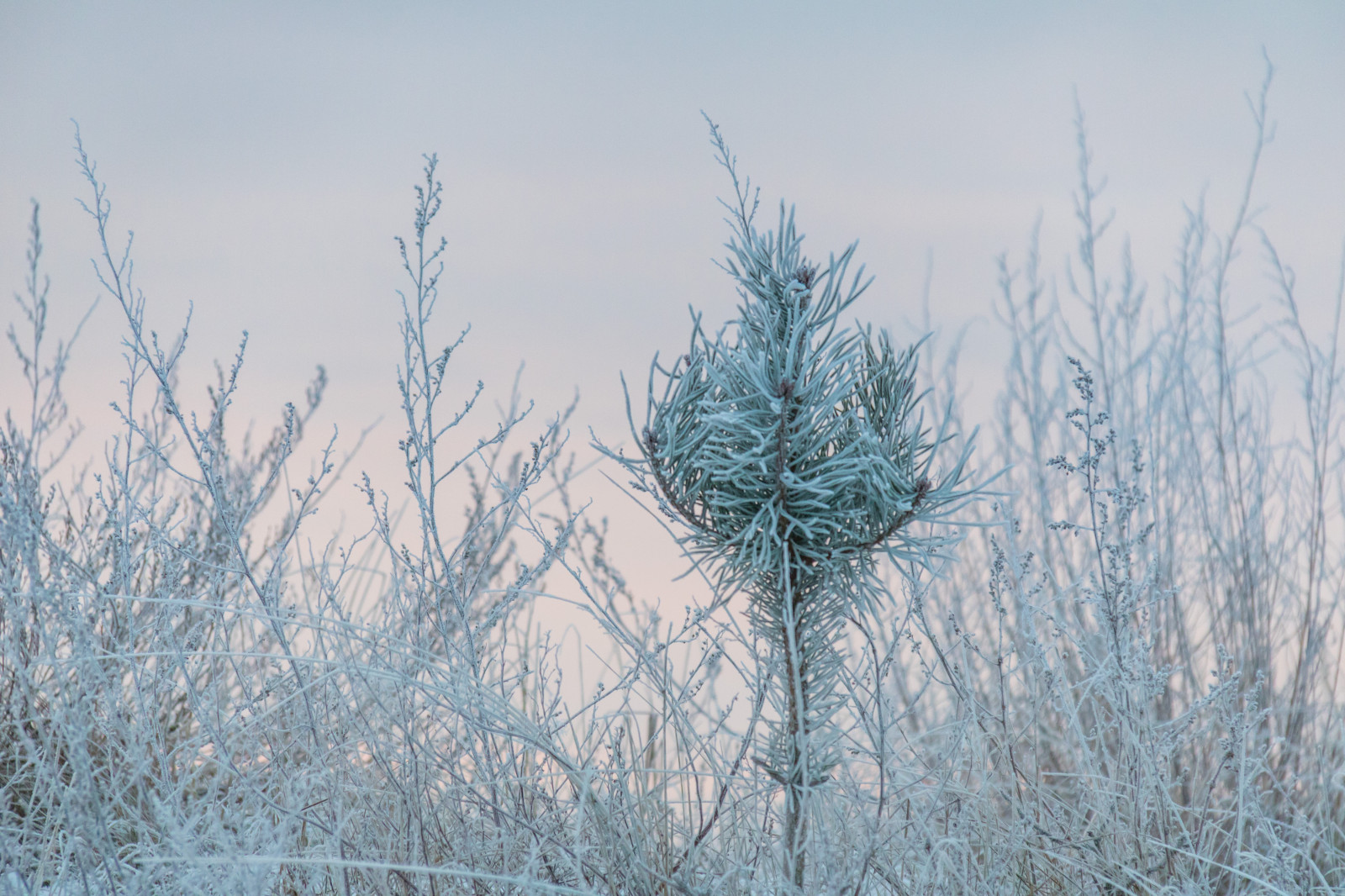 natura, erba, la neve, inverno, ramo, ghiaccio, freddo, brina, vento, Brina, Congelamento, albero, tempo metereologico, pianta, stagione, Vinter, kallt, modello canoneos760d exif, geocountry, Marca fotocamera Canon, Geocity, modello di fotocamera canoneos760d, geostate, geolocalizzazione, Lente exif efs18200mmf3556is, apertura exif 56, exif focalLength 200 millimetri, exif fare canon, exif ISOSPEED 1250, skateholm, rimfrost, prateria, ramoscello, fenomeno atmosferico, pianta legnosa, ecosistema, famiglia di erba, Phragmites