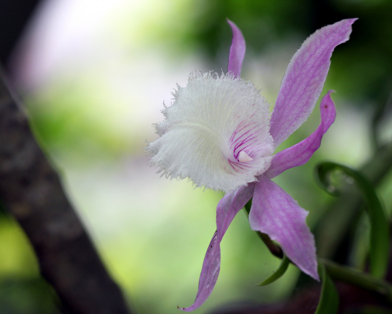 Wallpaper flowers, orchid, flower, macro, ART, nature, Canon, garden
