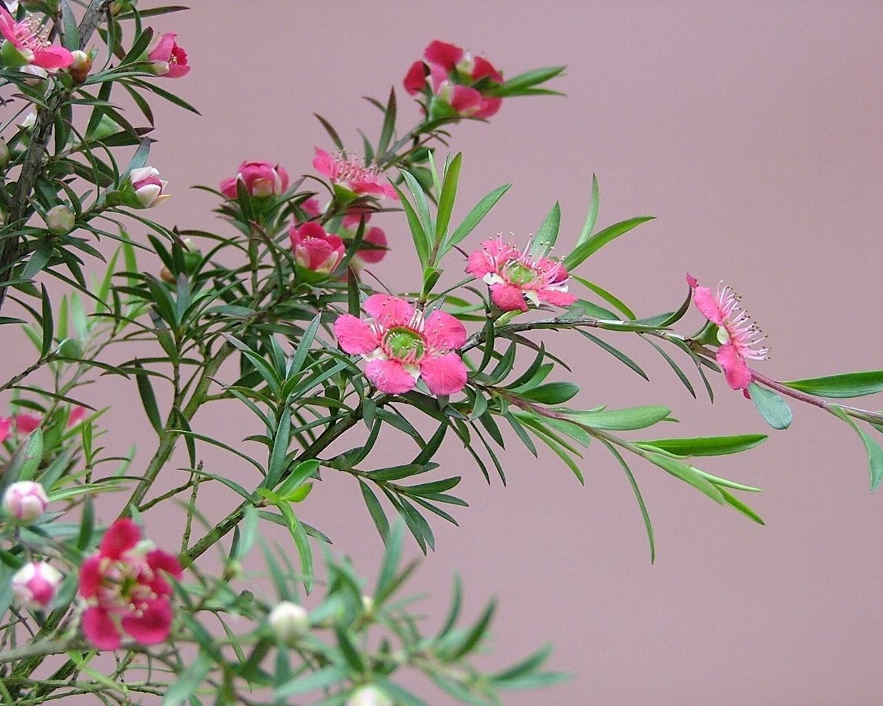 Tea Tree Flowee Wallpaper : tea tree, flowering, branches, herbs 1280x1024 ...
