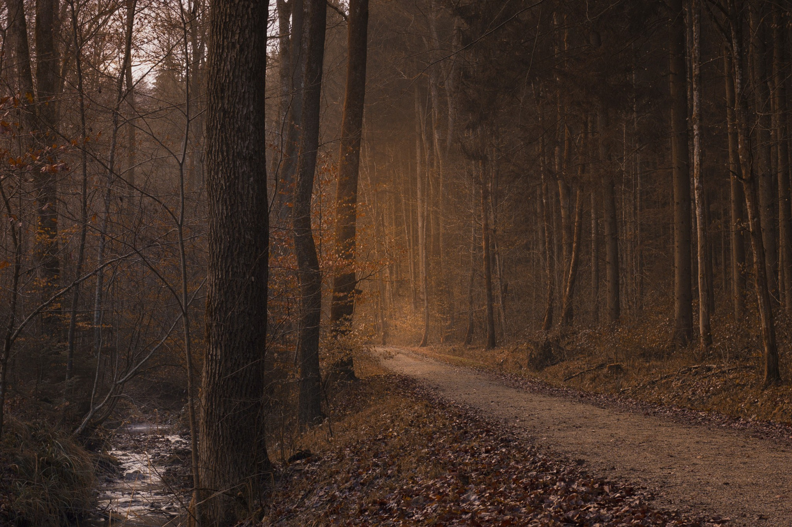 slunečnímu záření, les, Příroda, zima, fotografování, dřevo, ráno, mlha, divočina, strom, podzim, list, sezóna, tma, Snímek obrazovky, zálesí, půda, místo výskytu, přírodní prostředí, atmosférický jev, dřevina, ekosystém