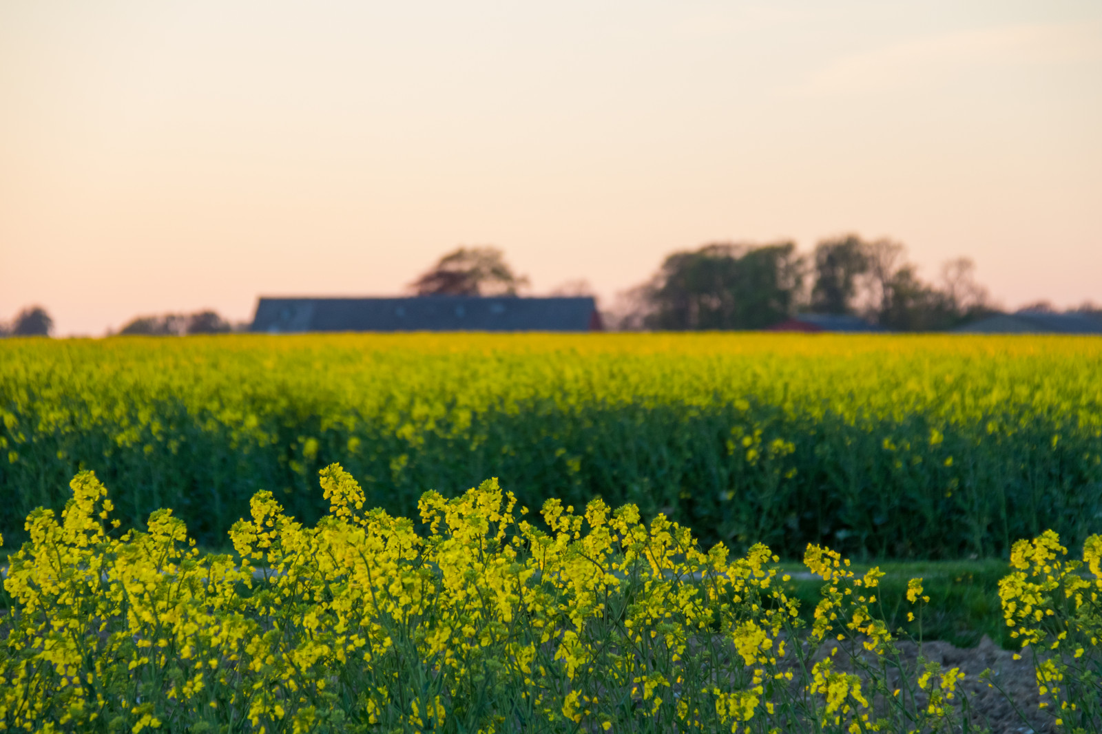 krajina, jídlo, západ slunce, Příroda, tráva, pole, žlutý, ráno, horizont, řepkového, květ, rostlina, solnedg ng, venkov, landsbygd, nárazy, f lt, s dersl tt, landskap, řepka, rapefield, zemědělství, louka, prostý, divoká rostlina, prérie, oříznutí, venkov, vyrobit, suchozemská rostlina, kvetoucí rostlina, tráva rodina, zeleninový, brassica, hořčice závod, brassica rapa, hořčice a zelí rodina