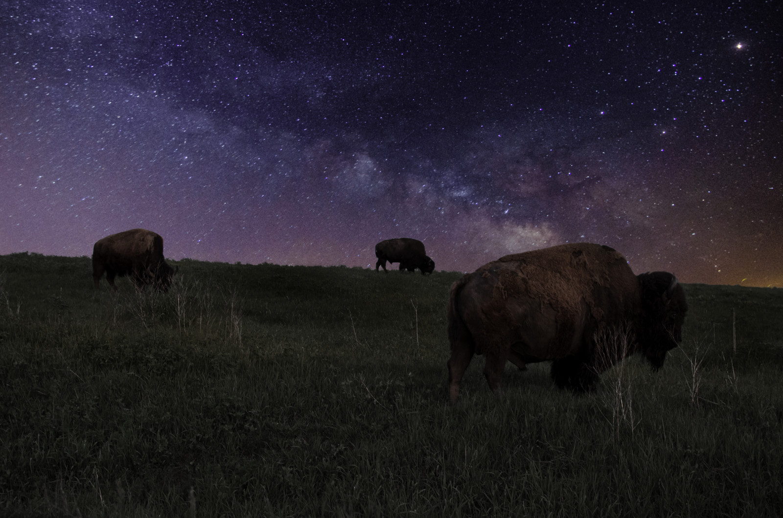 nat, natur, himmel, udendørs, stjerner, dyreliv, bison, Nikon, nightscape, bøffel, landdistrikterne, Iowa, Land, longexposure, dyr, levende, D7000, nattehimmel, uden for, nightphotography, Mælkevejen, astrofotografering, Midtvesten, prærie, kvæg som pattedyr, rurex, astrologi, gravelroads