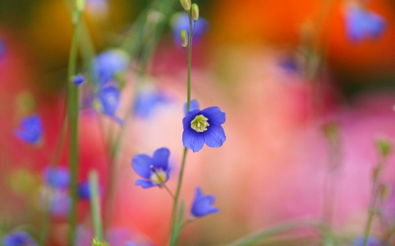 花,花瓣,模糊