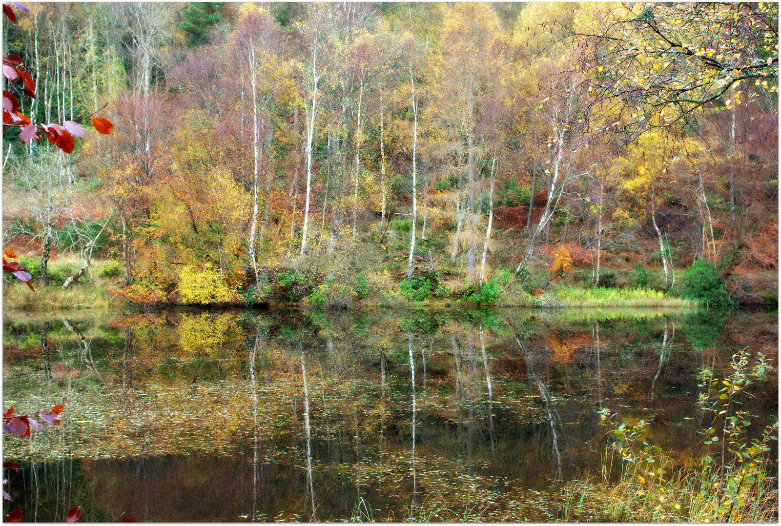 stromy, les, odraz, Skotsko, divočina, rybník, proud, chůze, bažina, cyklistika, mokřadní, strom, podzim, list, květ, sezóna, bayou, zálesí, dundee, Perthshire, ericrobbniven, bažina, Dunkeld, polneyloch, místo výskytu, přírodní prostředí, botanika, ekosystém, bažina