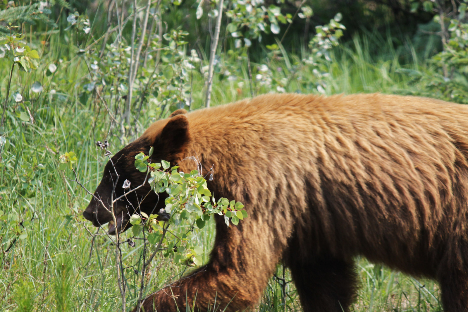 fauna, dyreliv, bjørn, Gråbjørn, terrestrial animal, græs, brun bjørn, amerikansk sortbjørn, organisme, græs, snude