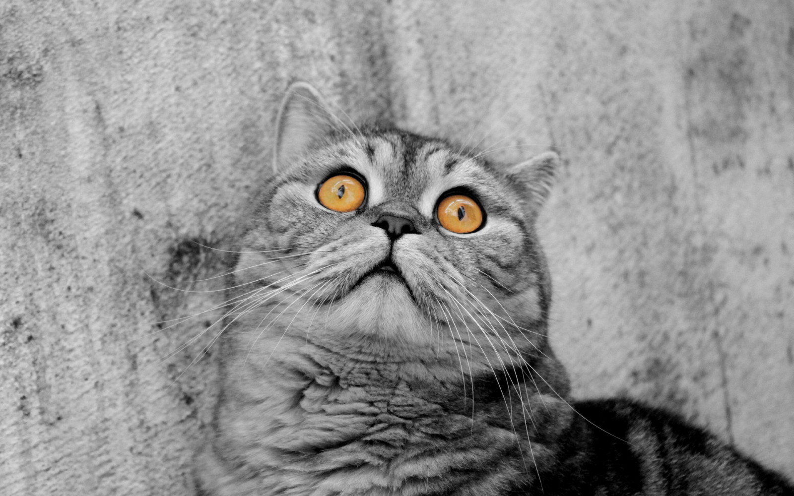 Wallpaper 2880x1800 px, cat, cats 2880x1800 wallup 1908471 HD