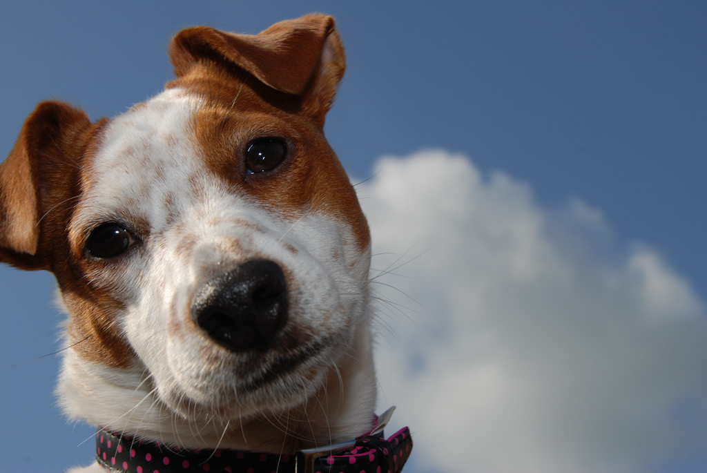 oči, nebe, mraky, modrý, Pes, slunce, Nikon, nos, Slunný, kníry, Zvedák, POV, uši, Jack Russell teriér, mrak, d40, tripleniceshot, doublyniceshot, aboveandbeyondlevel1, aboveandbeyondlevel2, aplusphoto, kráska, russell, límec, čenich, pes jako savec, psí plemeno skupina, psí plemeno, teriér, JRT, jackrussellterrier, brownhead, aboveandbeyondlevel3, aboveandbeyondlevel4, Russell teriér, companion dog