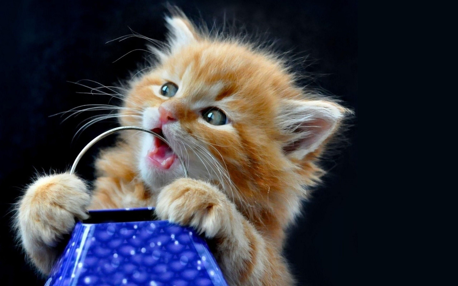 Katze, Tiere, Nase, Kätzchen, Whiskers, Kätzchen, Säugetier, 1920x1200 px, Wirbeltier, Katze wie Säugetier, Kleine bis mittelgroße Katzen
