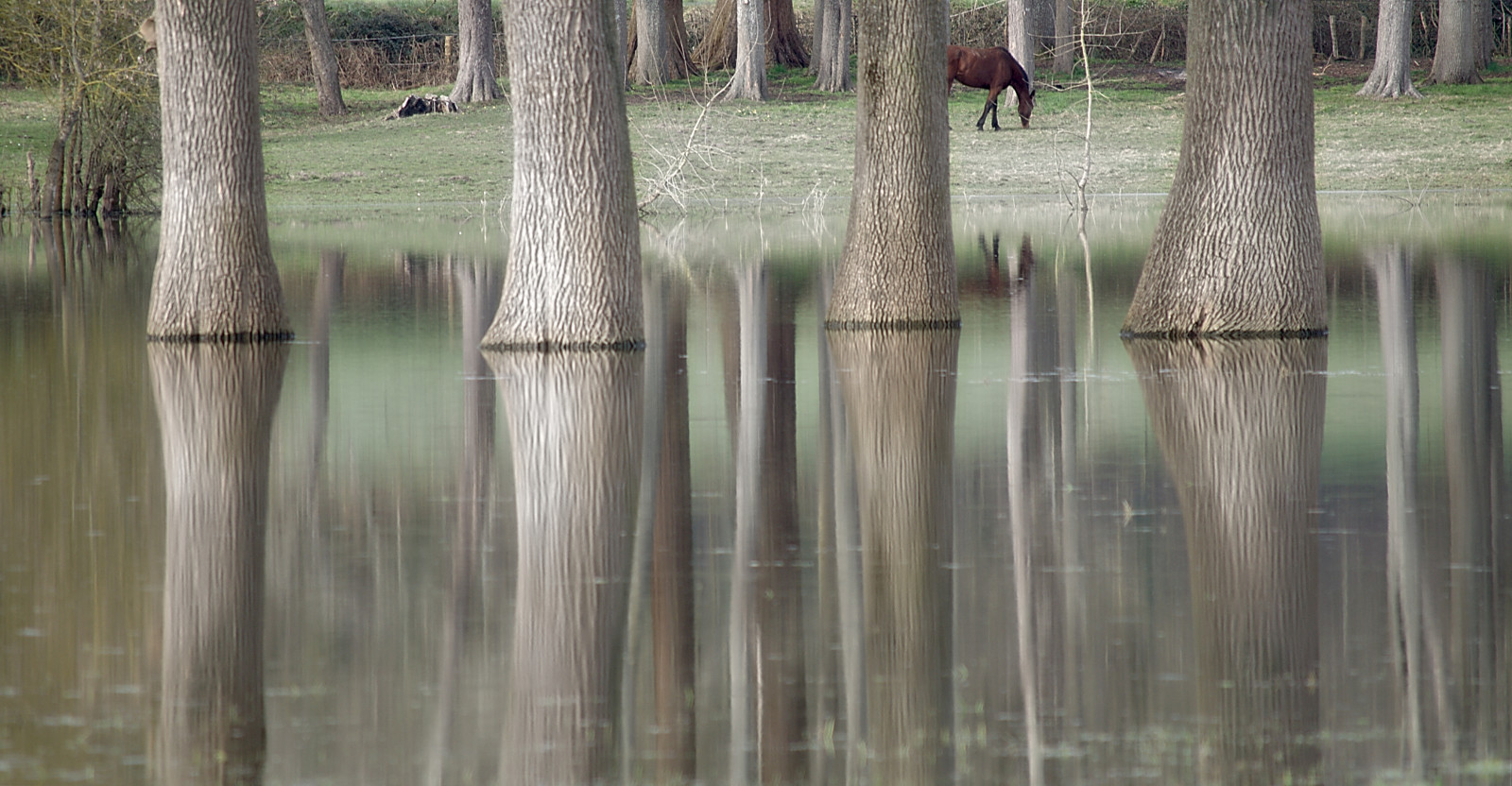 stromy, les, voda, kůň, Nikon, Mars, 2015, bažina, mokřadní, strom, D5100, arbres, bayou, kůň, místo výskytu, přírodní prostředí, atmosférický jev, ekosystém, tráva rodina, Maine-et-Loire, rando, inondation, Angers, cheffes