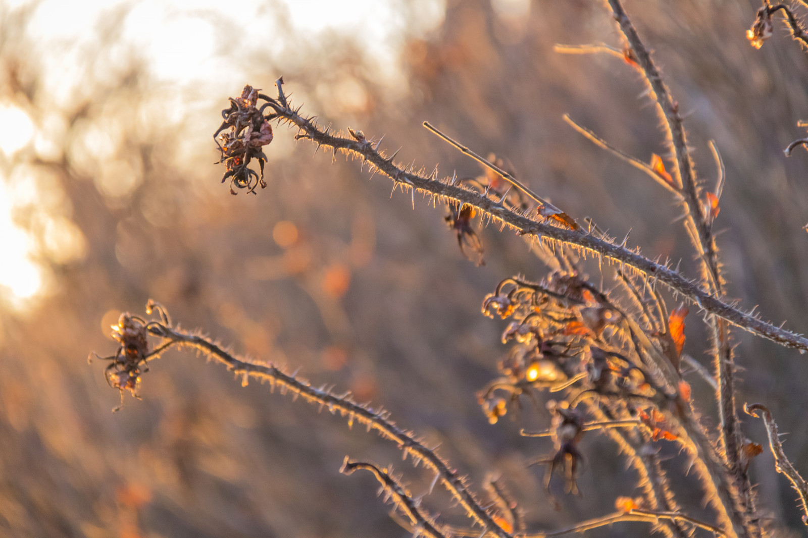 slunečnímu záření, západ slunce, Příroda, odraz, tráva, zima, větev, ráno, mráz, světlo, strom, podzim, list, květ, rostlina, sezóna, flóra, solnedg ng, ljus, smygehuk, větvička, dřevina, makro fotografie, závod stonek