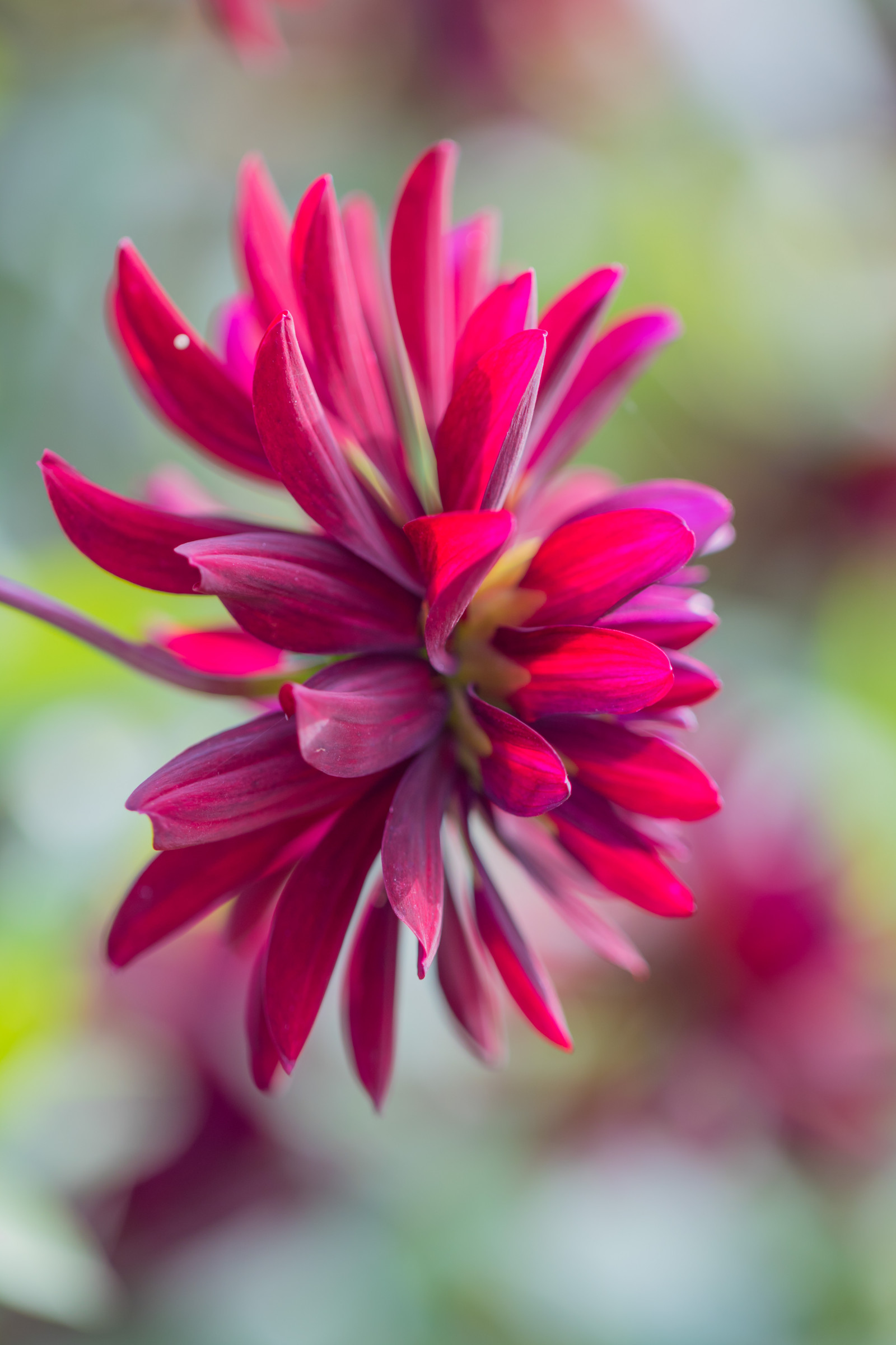 zahrada, park, fotografování, květ, růžový, podzim, květ, rostlina, jiřina, flóra, Blomma, h st, exif modelu canoneos760d, geocountry, Kamera aby kánon, geocity, Model fotoaparátu canoneos760d, geostate, geolocation, exif aby kánon, EXIF isospeed 125, exif focallength 100mm, EXIF ef100mmf28lmacroisusm čočka, Alnarp, EXIF otvor 28, okvětní lístek, divoká rostlina, botanika, suchozemská rostlina, kvetoucí rostlina, zblízka, jednoletá rostlina, makro fotografie, závod stonek, daisy rodina