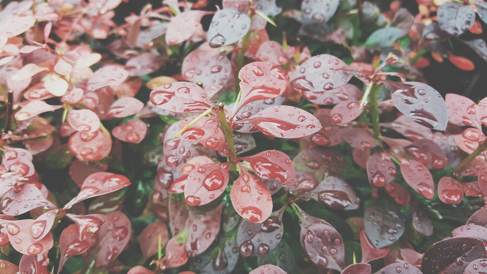 Plantas, chuva, gotas de água, padronizar, Flor, Primavera, outono, folha, flor, plantar, estação, flora, pétala, botânica, Planta de terra, Planta de florescência, arbusto