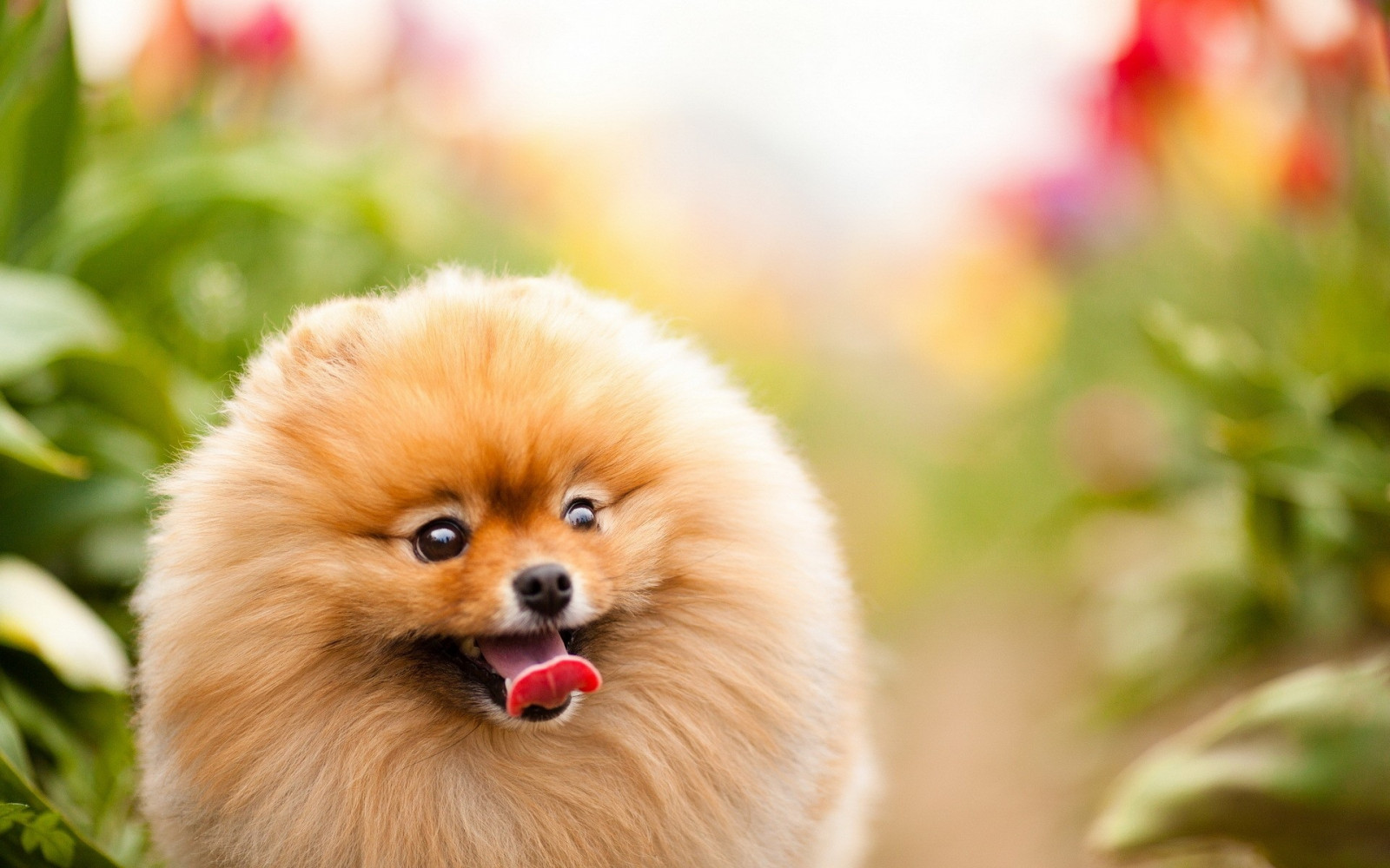 Wallpaper : nature, Pomeranian, walk, vertebrate, dog like mammal, dog
