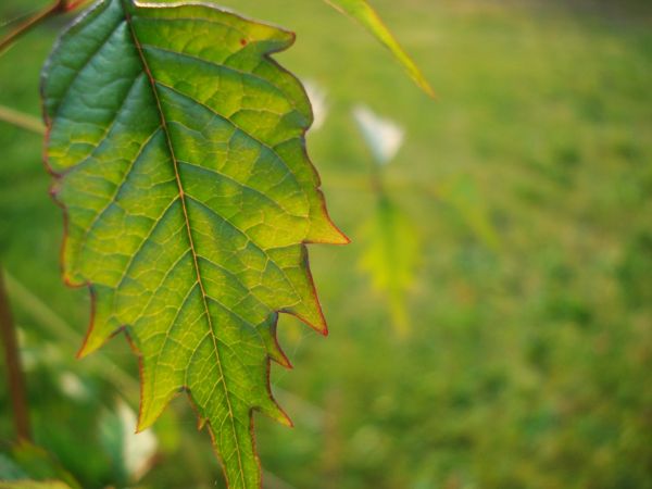 sunlight, trees, forest, leaves, nature, plants