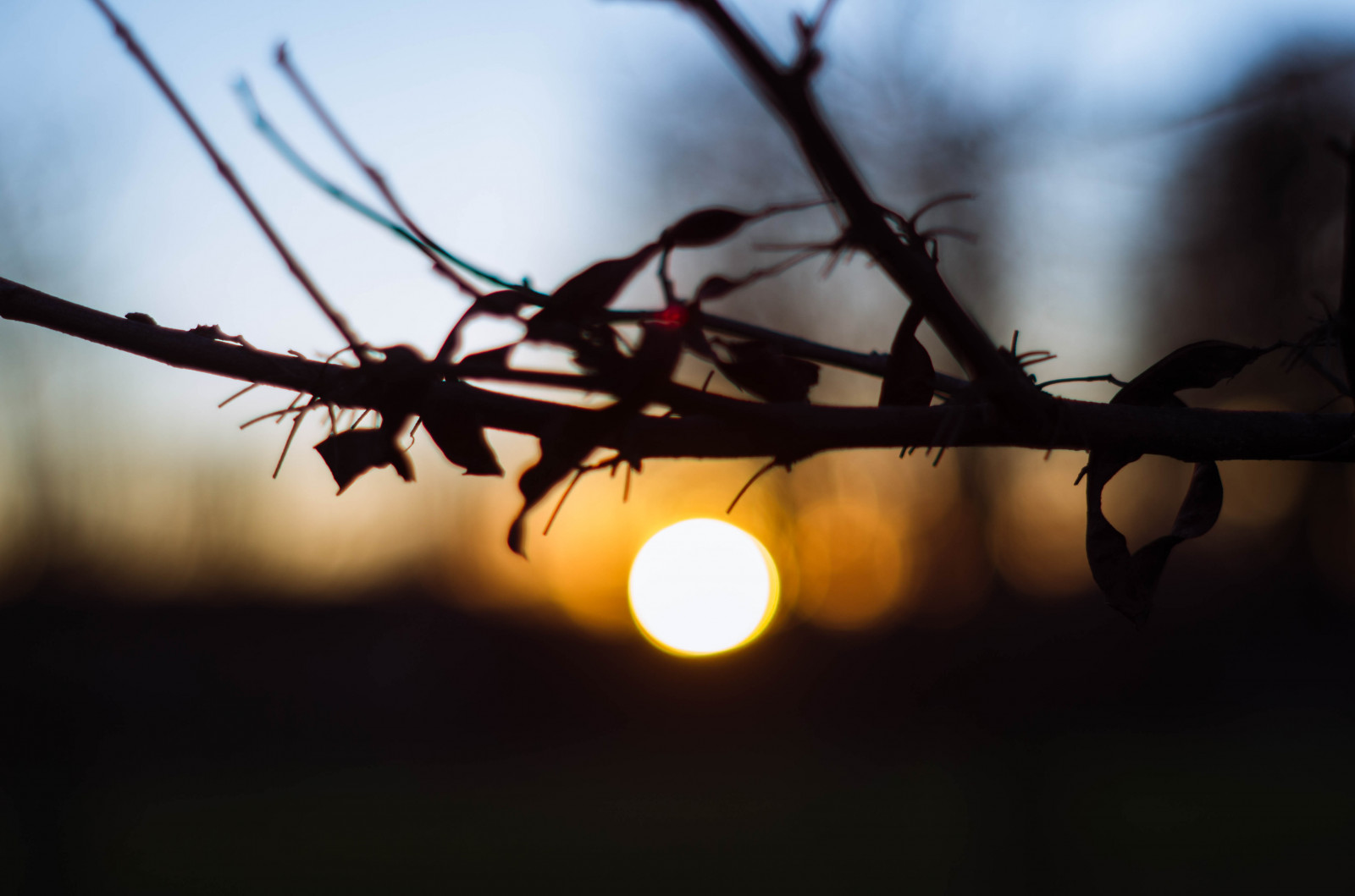západ slunce, strom, silueta, bokeh, supertakumar55mmf2