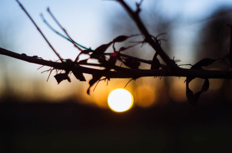bokeh, supertakumar55mmf2, západ slunce, strom, silueta