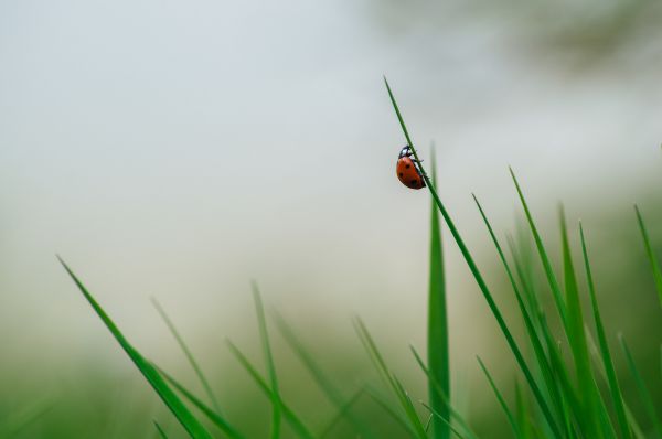 sunlight,garden,nature,grass,photography,red