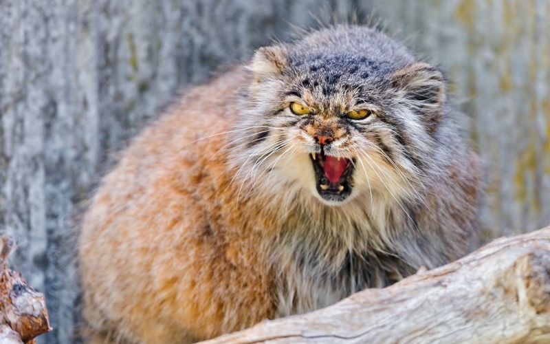 gato, animais selvagens, Bigodes, gato selvagem, Pallas Cat, fauna gato, animais selvagens, Bigodes, gato selvagem, Pallas Cat, fauna