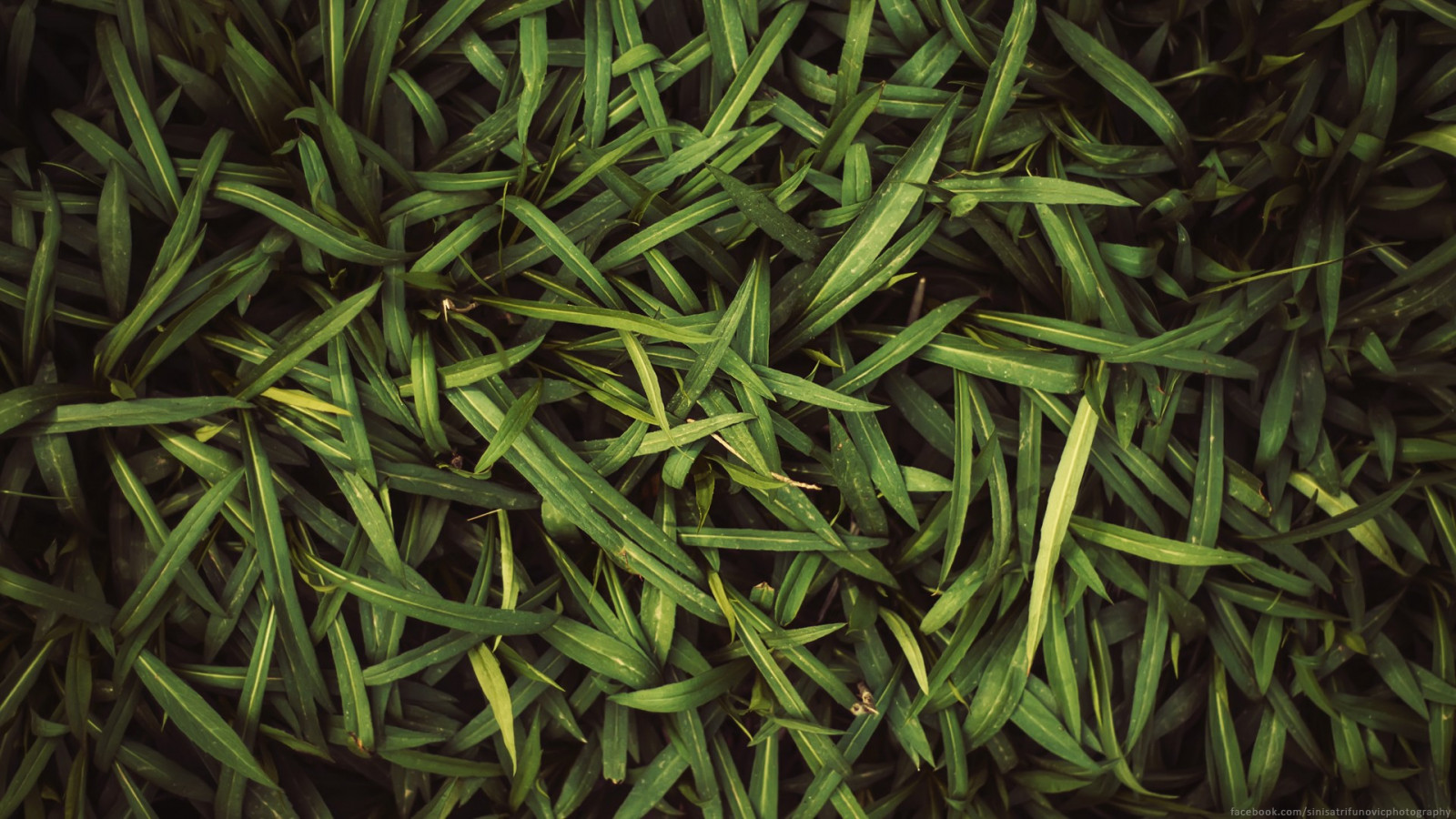 หญ้า, พืช, สีเขียว, สมุนไพร, ใบไม้, ดอกไม้, ปลูก, สนามหญ้า, พืช, ดิน, พฤกษศาสตร์, ไม้พุ่ม, ครอบครัวหญ้า, ต้นกำเนิด, พื้น, สนามหญ้าเทียม