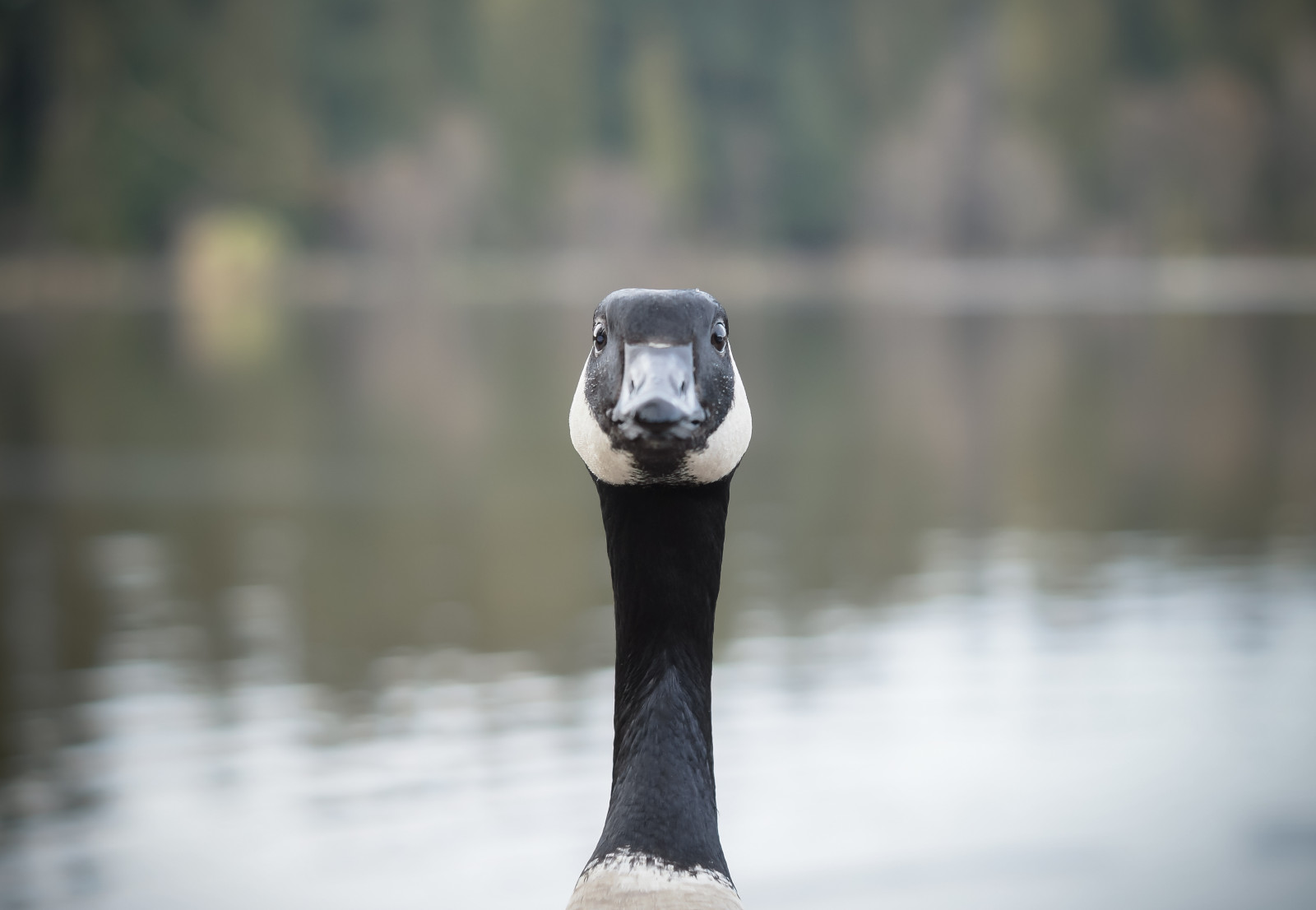 Sole, uccello, natura, Perduto, 50 millimetri, anatra, bokeh, natura, Sony, laguna, lucas, Esplorare, Stanley Park, 18, dt, Johnston, Georgiastraight, VanCity, CTV, Vancouversun, A57, vancitybuzz