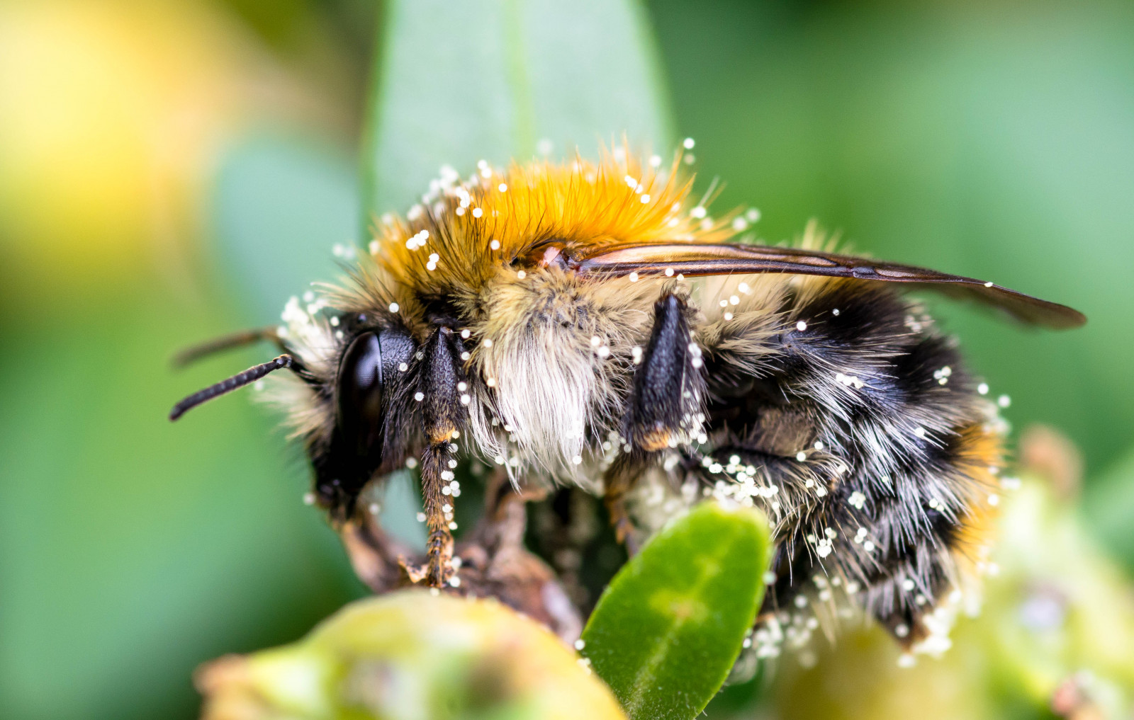 Wallpaper : macro, insect, pentax, bees, insects, 100mm, Bee, pollen ...