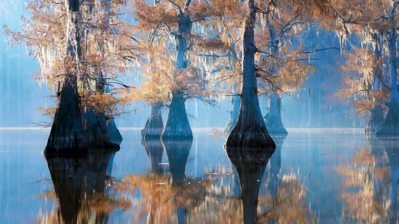 Wallpaper : nature, trees, water, reflection, Lake Caddo USA 2000x1125