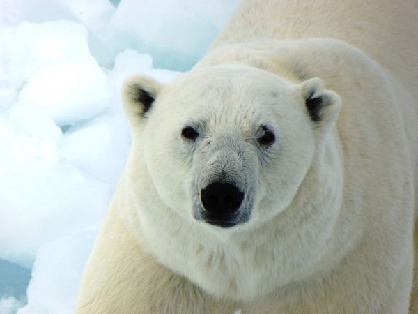 white bear,bear,predator,mammal,vertebrate,polar bear