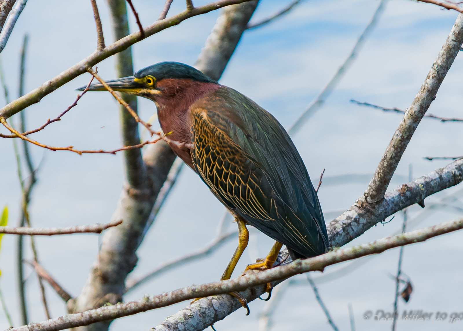 ตก, นก, ธรรมชาติ, กลางแจ้ง, ฤดูหนาว, สาขา, สัตว์ป่า, ปาก, ฟลอริด้า, นก, d810, การดูนก, เครื่องสำอาง, rookery, greenheron, นกกระสา, ปีก, สัตว์ป่า, นกที่เกาะอยู่, สัตว์มีกระดูกสันหลัง, flycatcher โลกเก่า