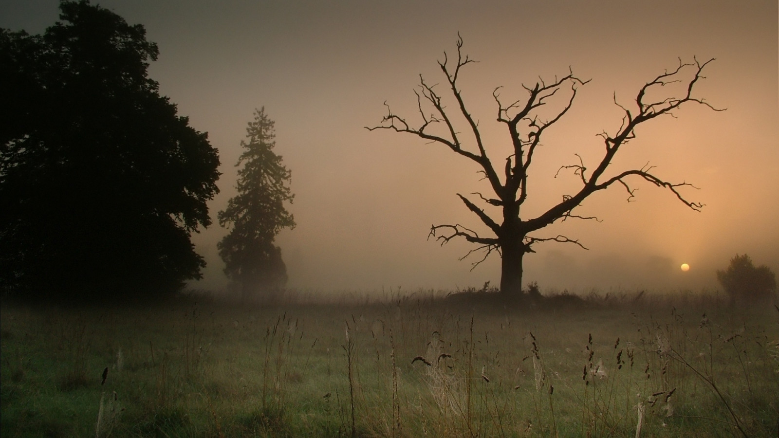 Wallpaper tree, branches, outlines, gloomy, naked, grass, fog, field