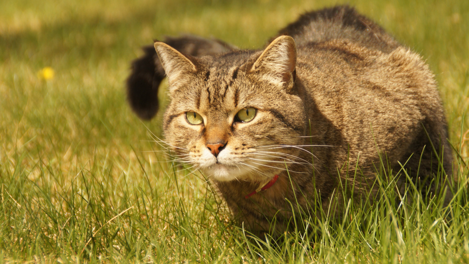 kočka, tráva, zelená, Volně žijících živočichů, kníry, rys, divoká kočka, rys, fauna, savec, prérie, obratlovců, kočka jako savci, malé až středně velké kočky, mourovatá kočka, kočka cejlonská, 4000x2250 px, Evropská krátkosrstá, skřítek bob