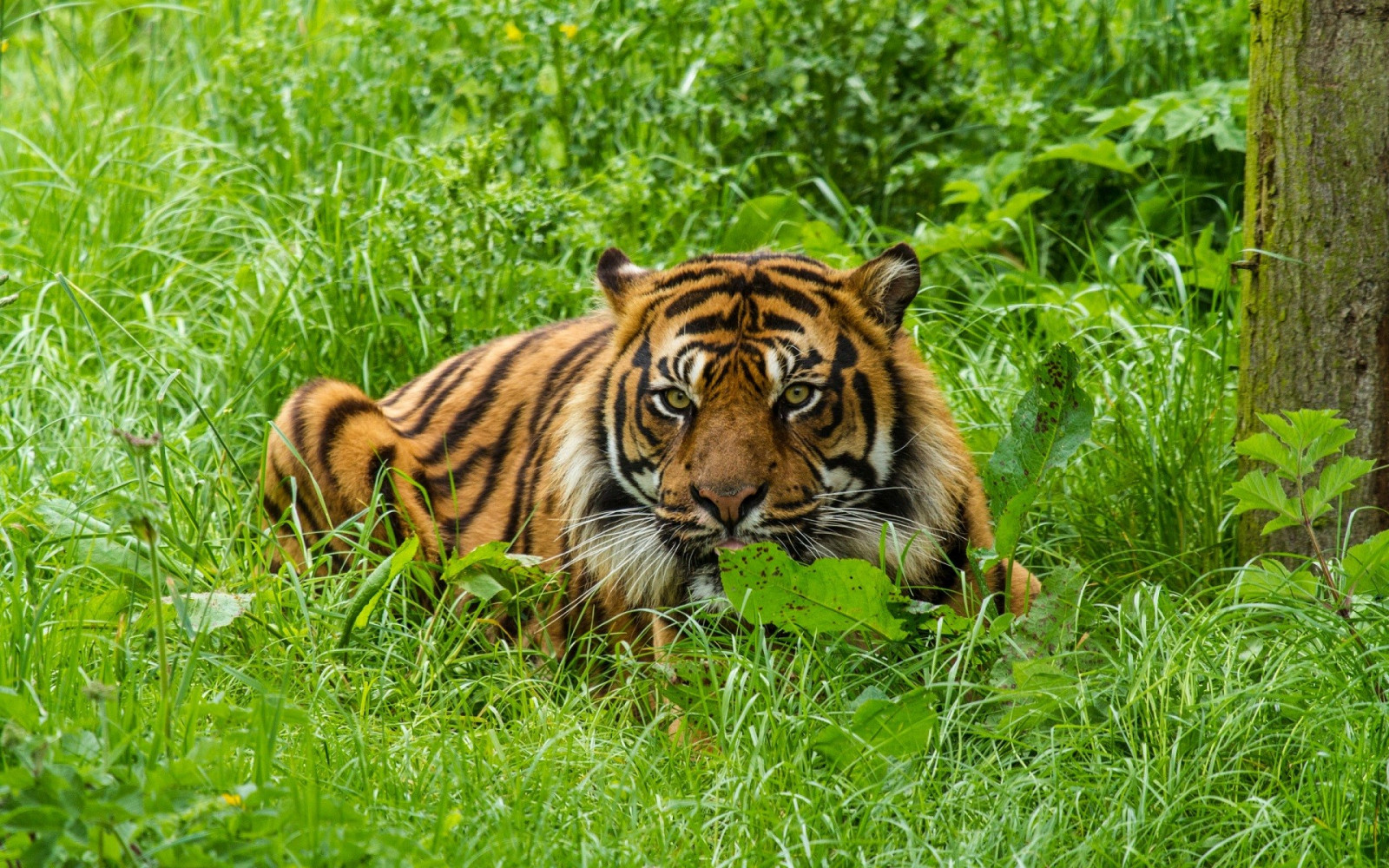 zvěř, Příroda, tráva, tygr, zelená, Volně žijících živočichů, velké kočky, zoologická zahrada, džungle, Jaguár, lučina, Safari, fauna, savec, obratlovců, kočka jako savci, savana