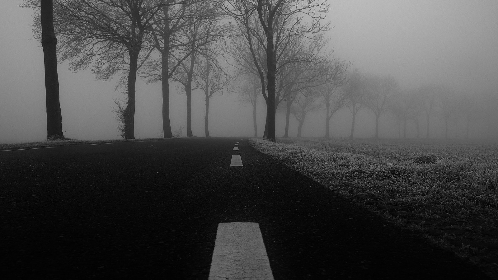 Studený, silnice, stromy, černobílý, mlha
