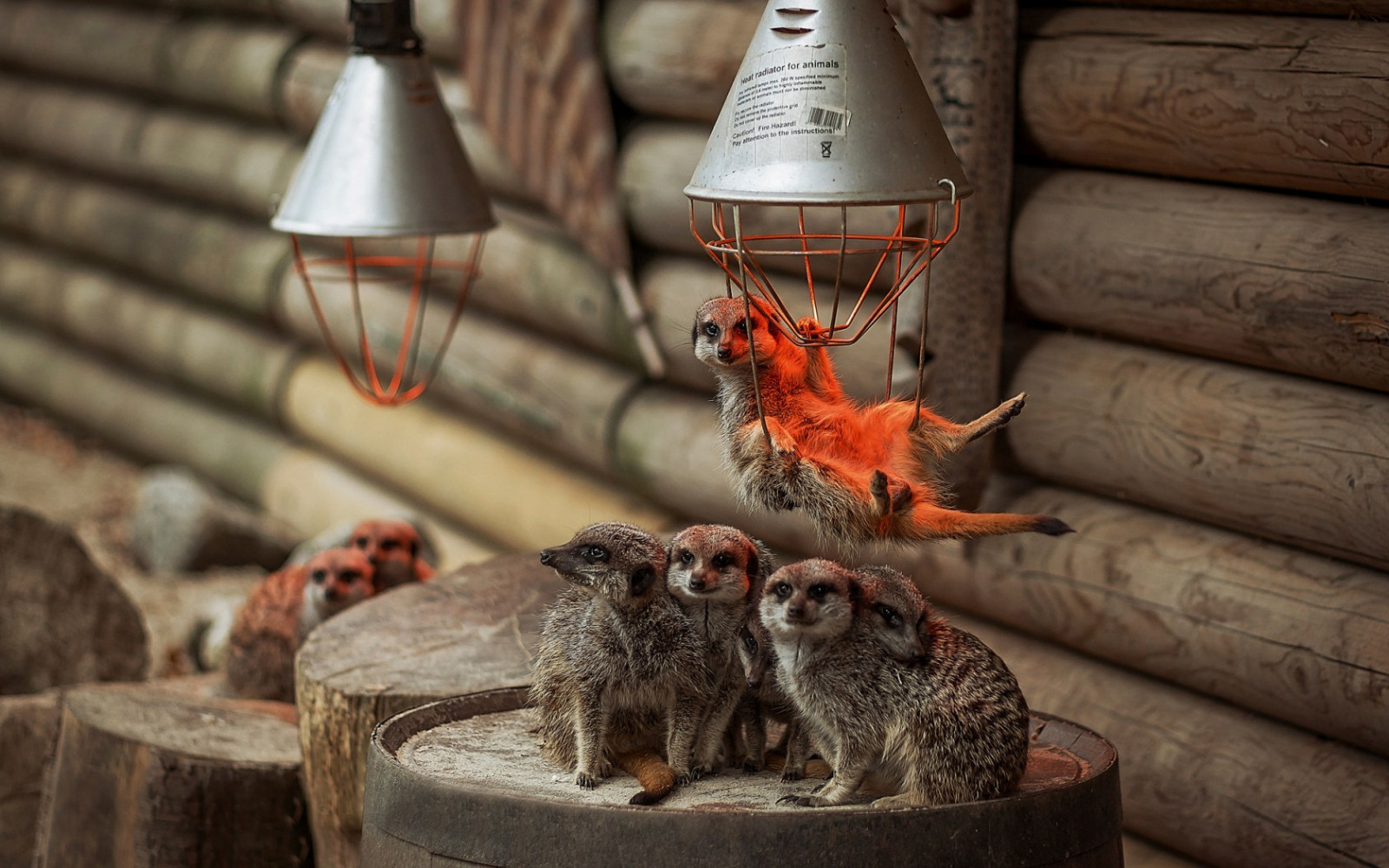 tempio, animali, legna, ceppo, suricati, uccello