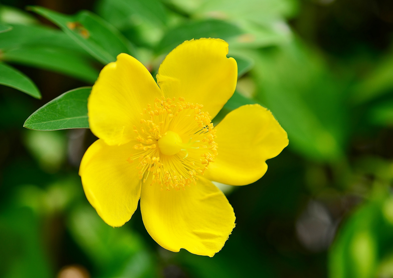 Japonsko, zahrada, Příroda, zelená, žlutý, Nikon, květ, Jasmín, květ, rostlina, yello, flóra, okvětní lístek, divoká rostlina, botanika, suchozemská rostlina, kvetoucí rostlina, makro fotografie, Hypericum, Hypericaceae, Velký květovaný pupalkový