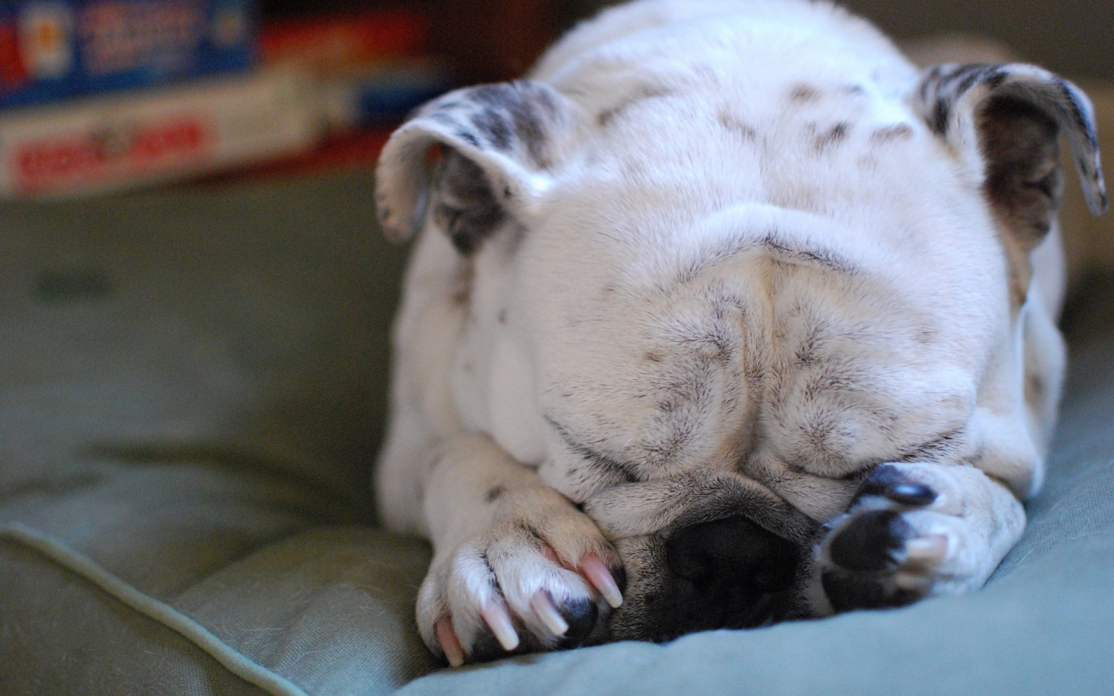 Wallpaper dog, bulldog, sleeping, snout, paws 2560x1600 wallpaperUp