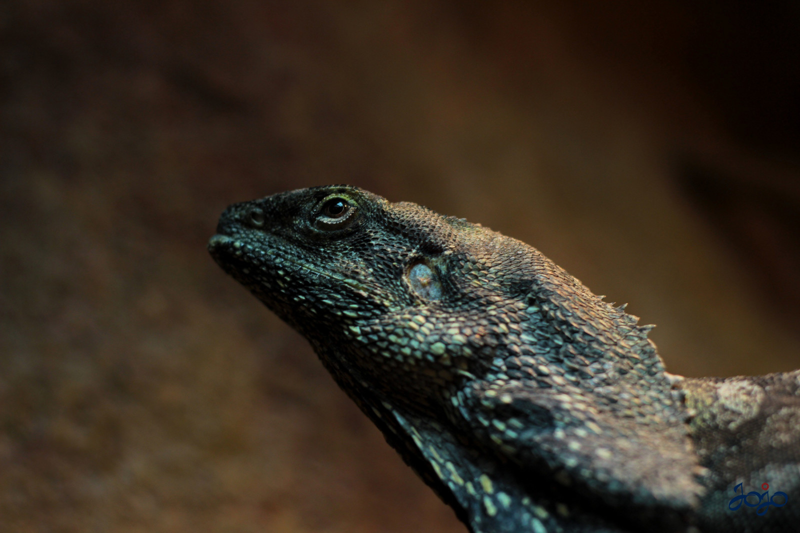 dyr, natur, firben, fotografering, dyreliv, firben, krybdyr, fauna, hvirveldyr, tæt på, makrofotografering, skaleret krybdyr, Agamidae