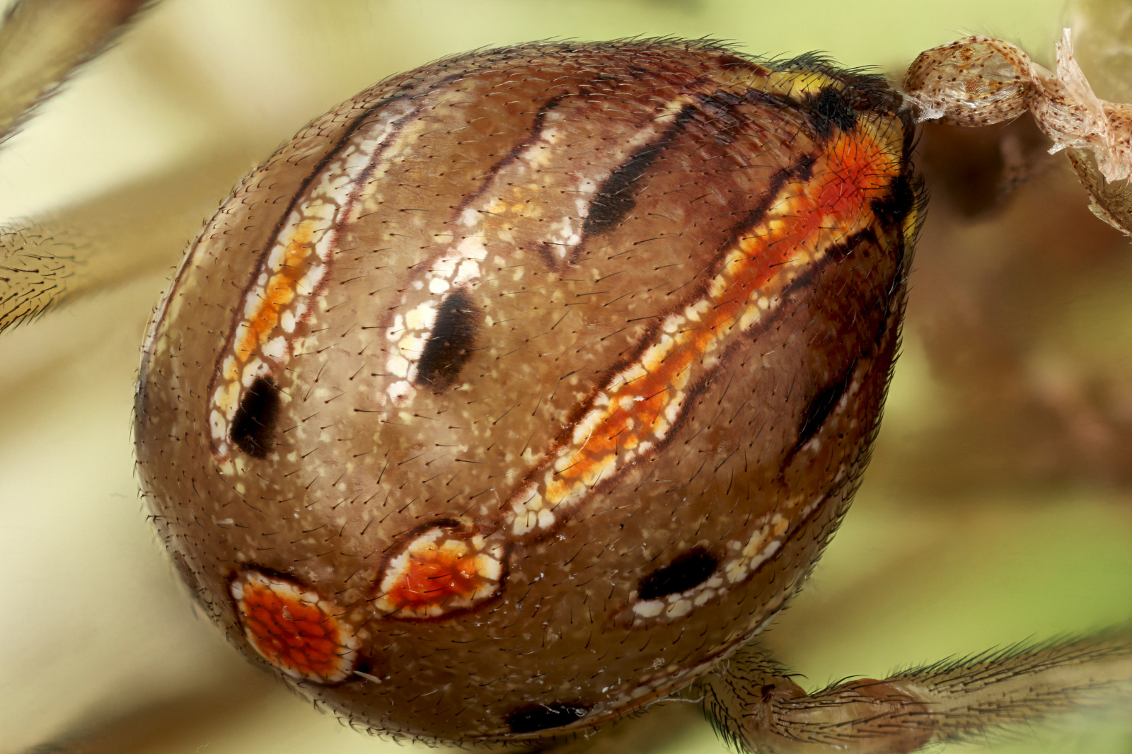 hmyz, bezobratlý, makro fotografie, zblízka, organismus, membrána okřídlený hmyz