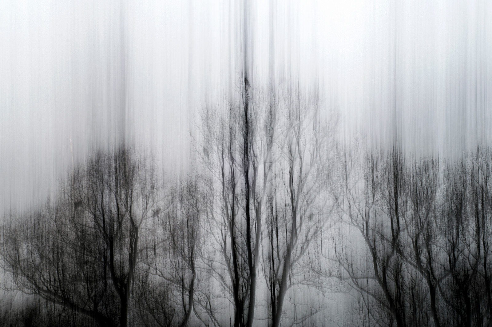 slunečnímu záření, stromy, světla, výkres, kontrast, les, bílý, Černá, černobílý, temný, abstraktní, Příroda, minimalismus, odraz, tráva, stín, sníh, zima, větev, uklidnit, nadreálný, večer, ráno, mlha, oheň, Ztracený, moderní, Havran, kouzlo, Šedá, Rozmazané, textura, koruna, atmosféra, smrt, Rusko, obilí, přístřeší, zasněný, zmrazení, opar, těžký, minulost, hypnotický, Soustředit se, světlo, Černý a bílý, dlouho, expozice, tajemný, strom, mlha, poslední, hladký, počasí, pták, sezóna, Černá bílá, Paměť, hnutí, barva, rozmazat, vpřed, sen, les, čára, tok, moderní, výraz, lightpainting, podivný, lesk, grafický, experimentální, daleko, Petrohrad, iluze, malířské, dojem, místo výskytu, atmosférický jev, Černý a bílý, monochromatické fotografování, dřevina, zamazat, ICM, twop, hloubka, v bezvědomí, NGS